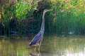 Ardea purpurea, garza imperial