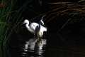 Egretta garcetta