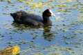 Fulica cristata, focha cornuda