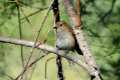 Muscicapa striata, papmoscas gris