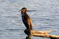 Phalacrocorax carbo, Cormorán grande