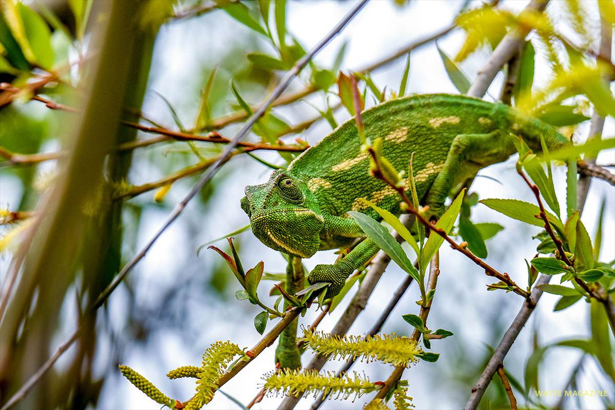 chamaeleo-chamaeleon-camaleon-20