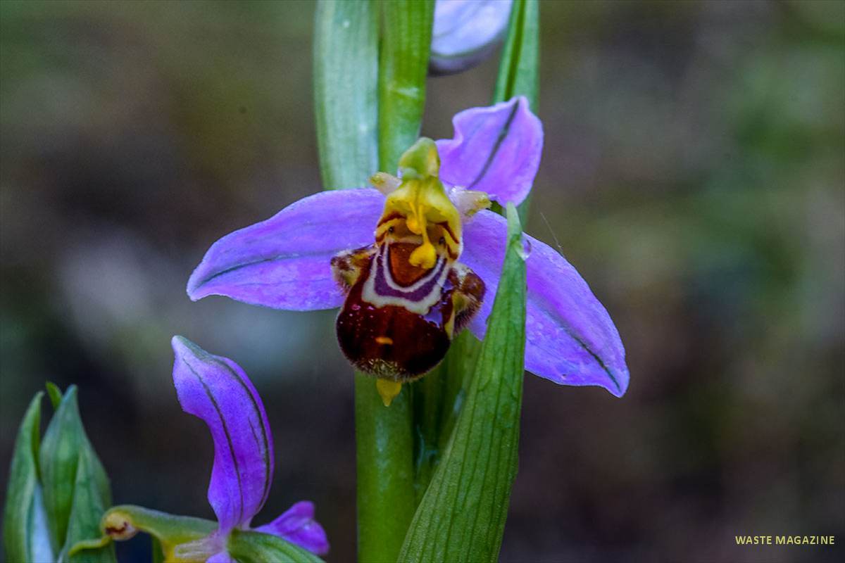 ophrys-apifera26