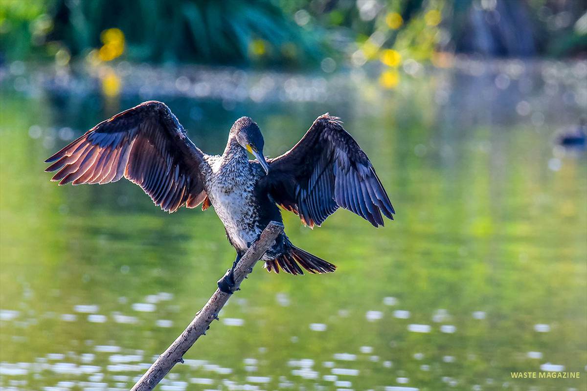 Phalacrocorax-carbo-05