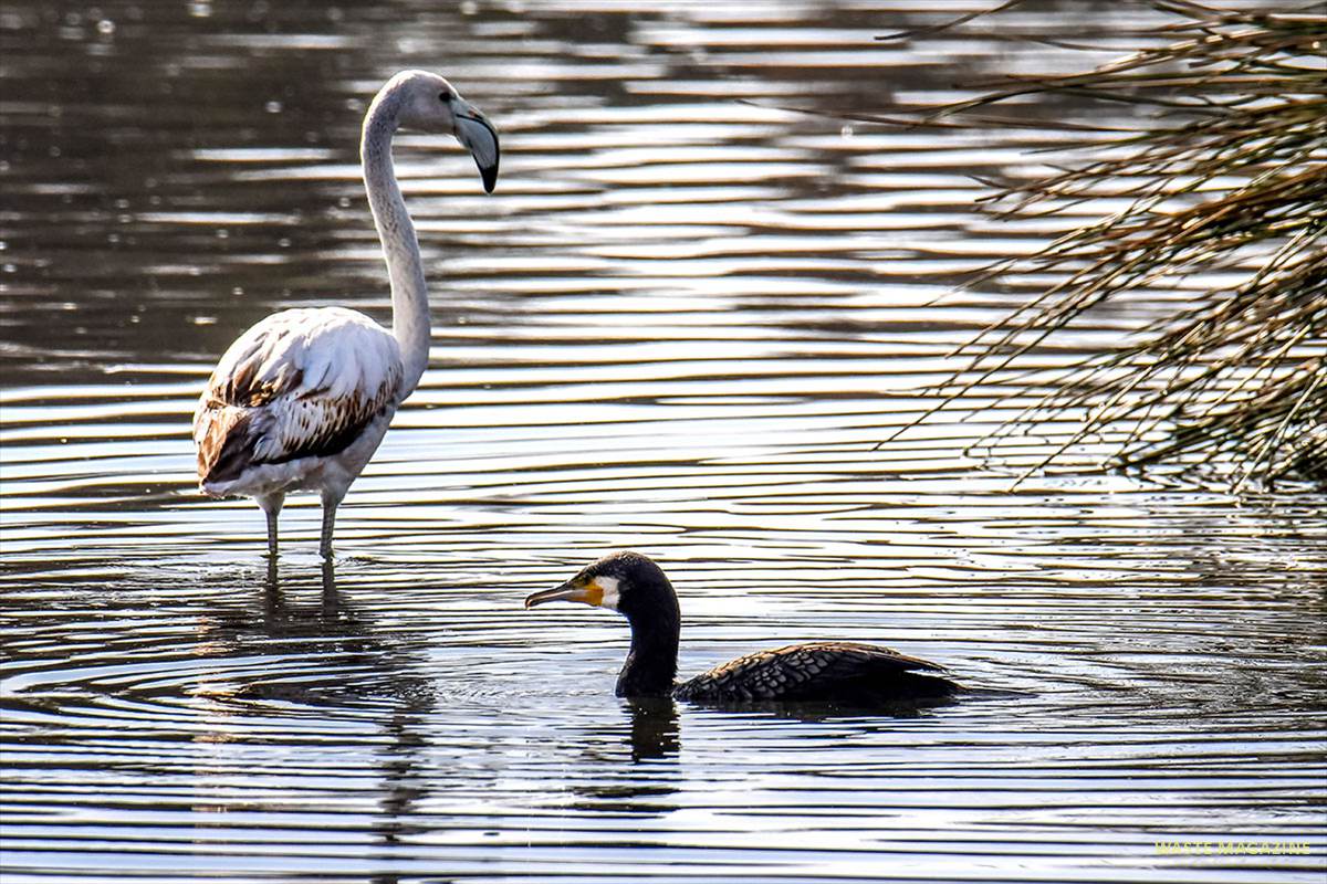 phoenicopterus-roseus-phalacrocorax-carbo-028