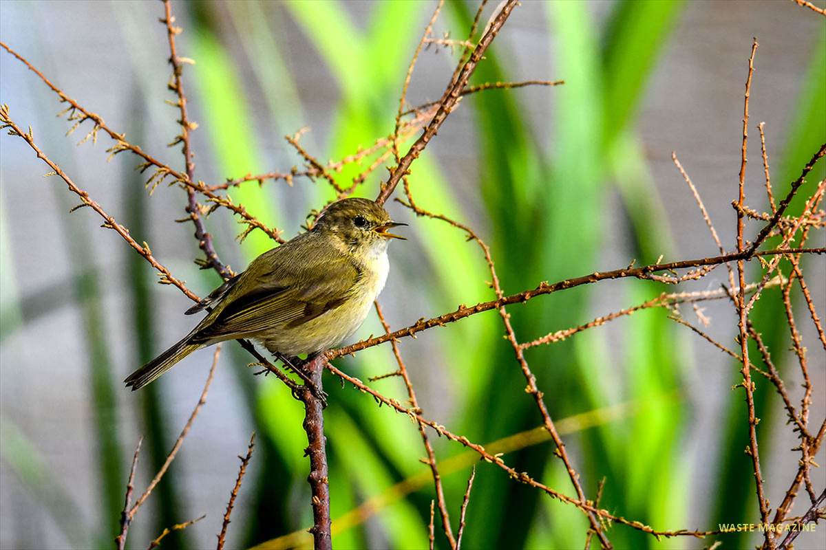 Phylloscopus-collybita-023