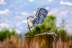 ardea-cinerea-014