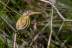 ardeola-ralloides-082