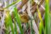 cisticola-juncidis-buitron-037