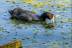 fulica-cristata-008