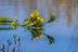 Limniris-pseudacorus-