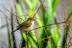Phylloscopus-collybita-023