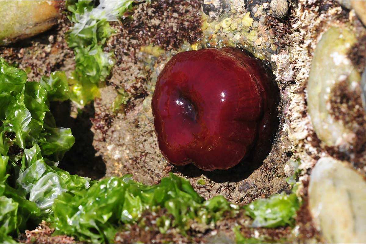 Tomate de mar, Actinia equina