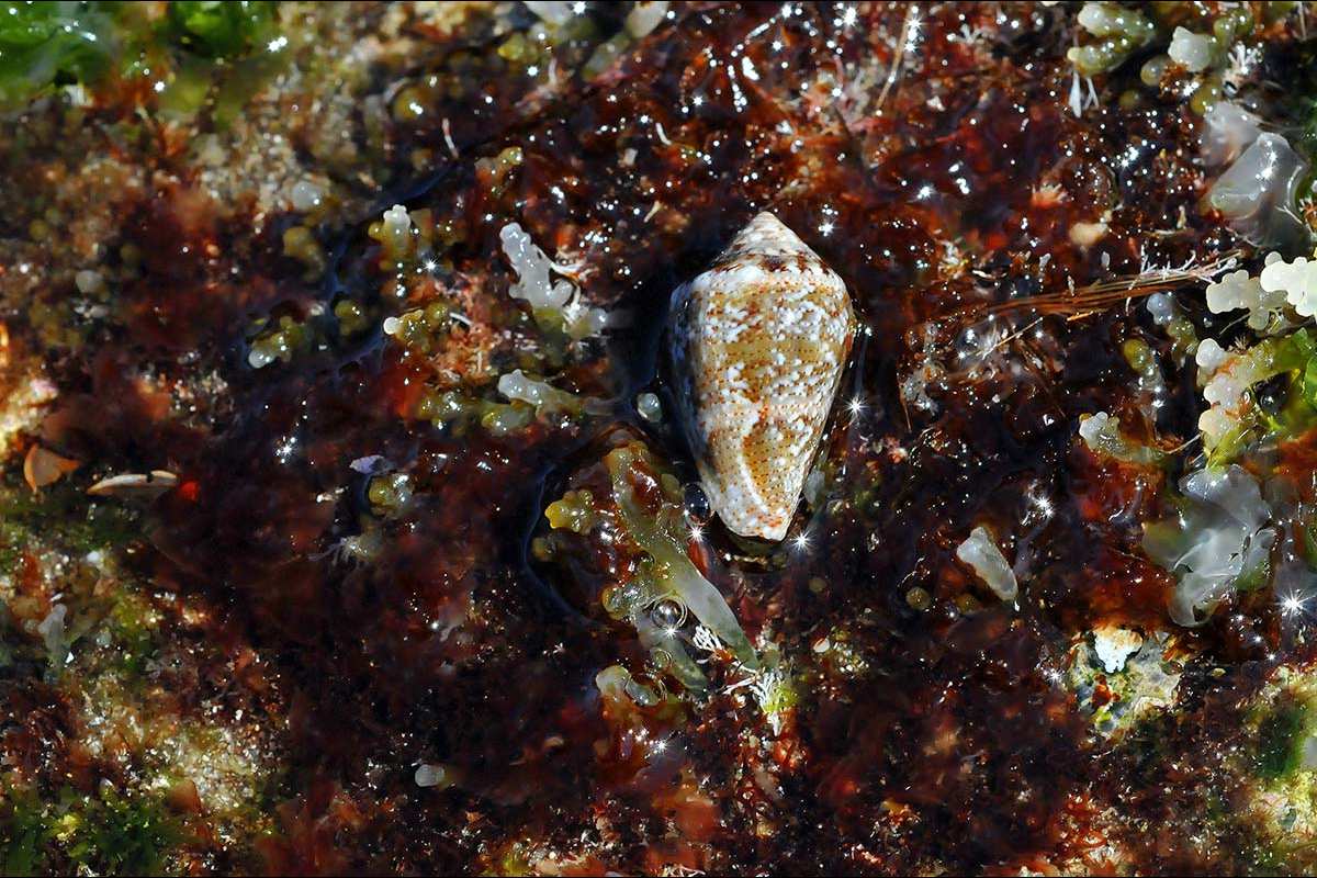 Moluscos, Conus mediterraneus