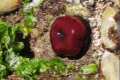 Tomate de mar, Actinia equina