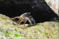 Cangrejo, Pachygrapsus marmoratus