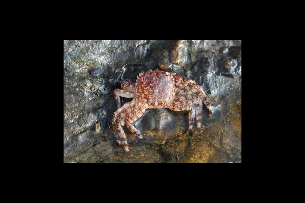 charcasdemarea-galeria9