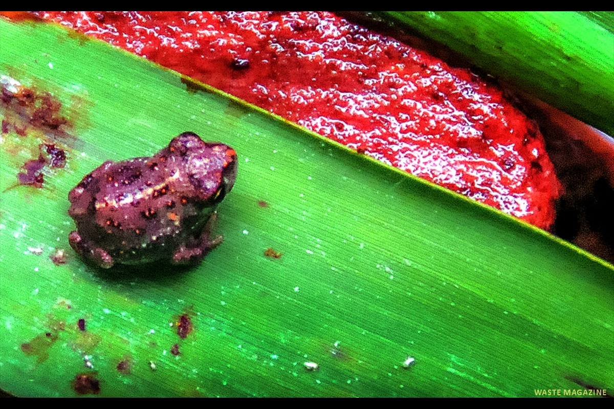 epidaleacalamita1