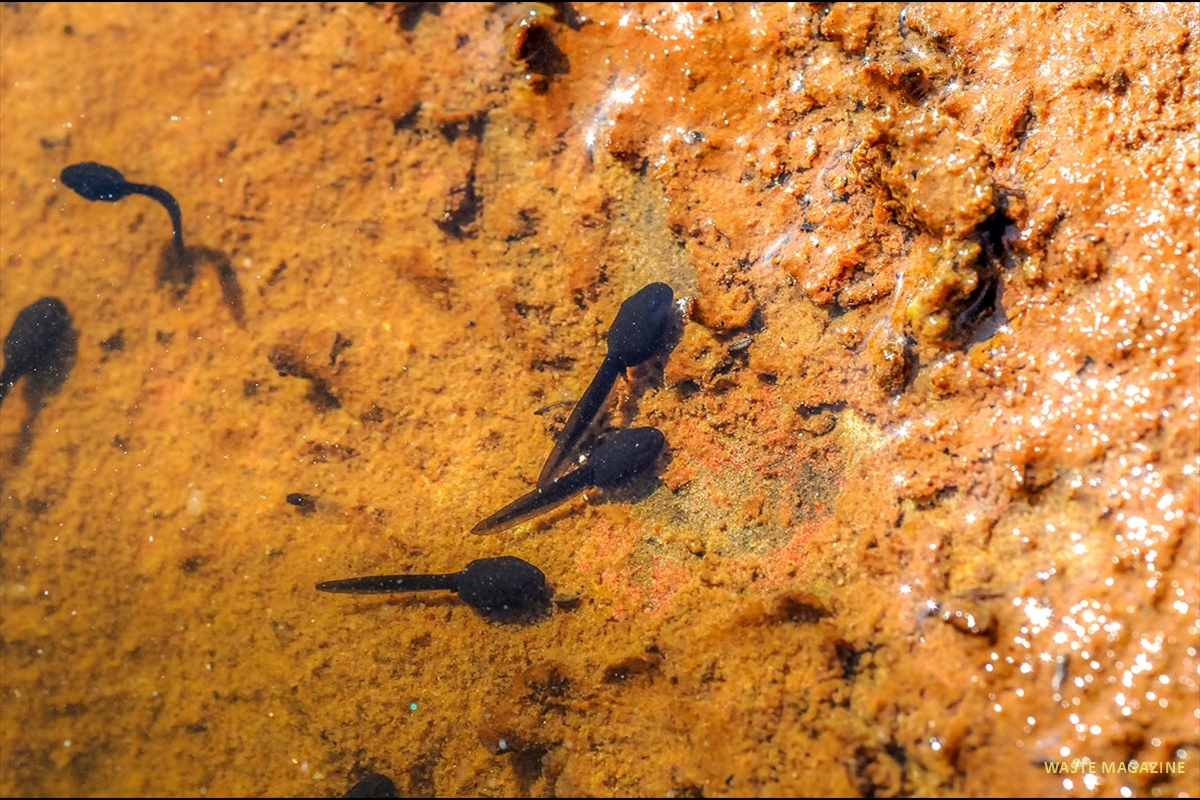 epidaleacalamita23