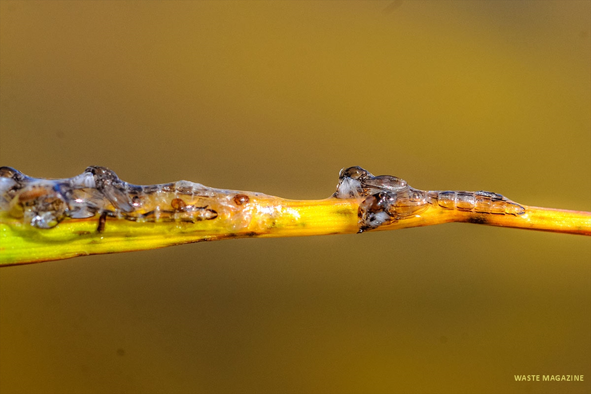 larva-mosquito-1
