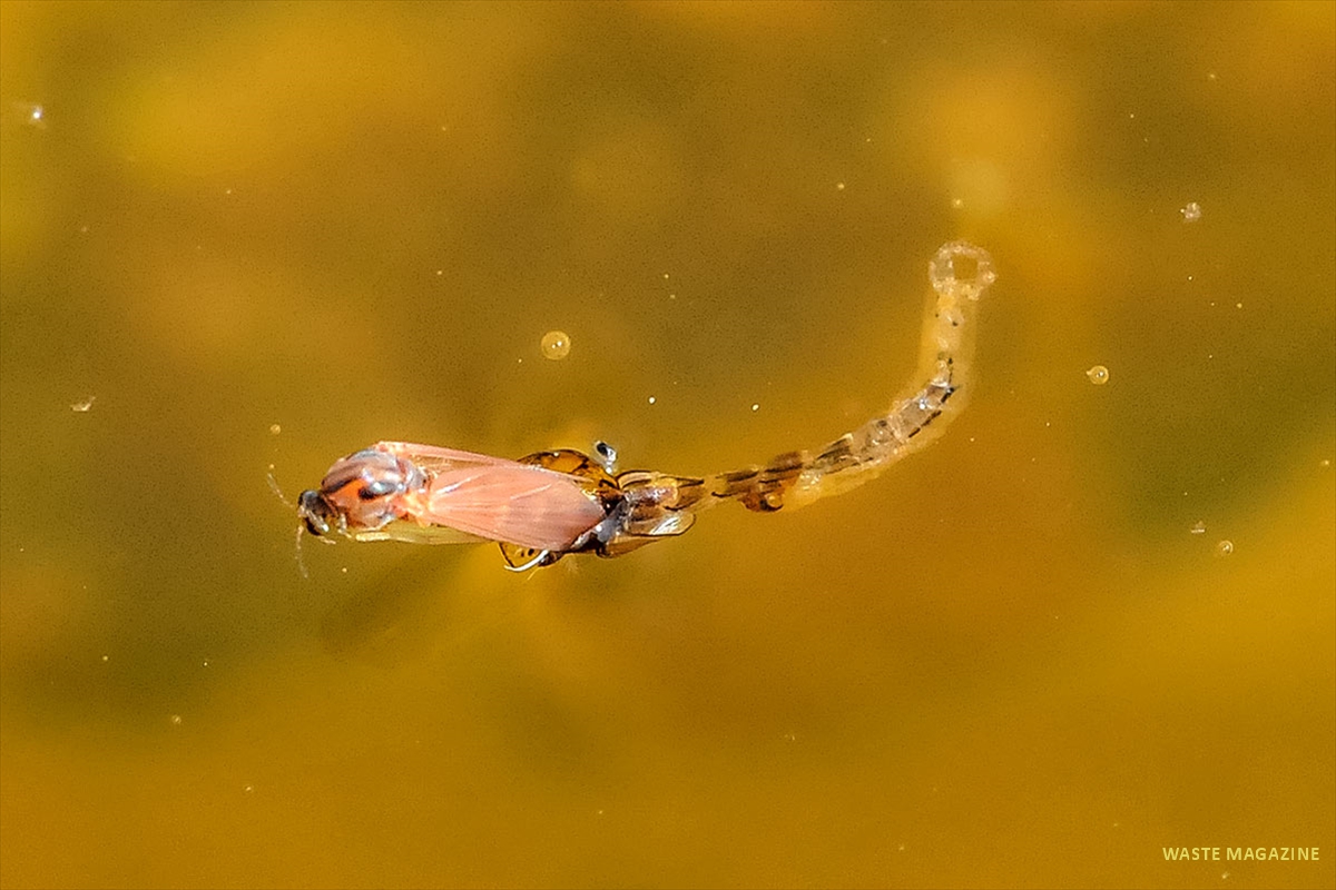 larva-mosquito-2