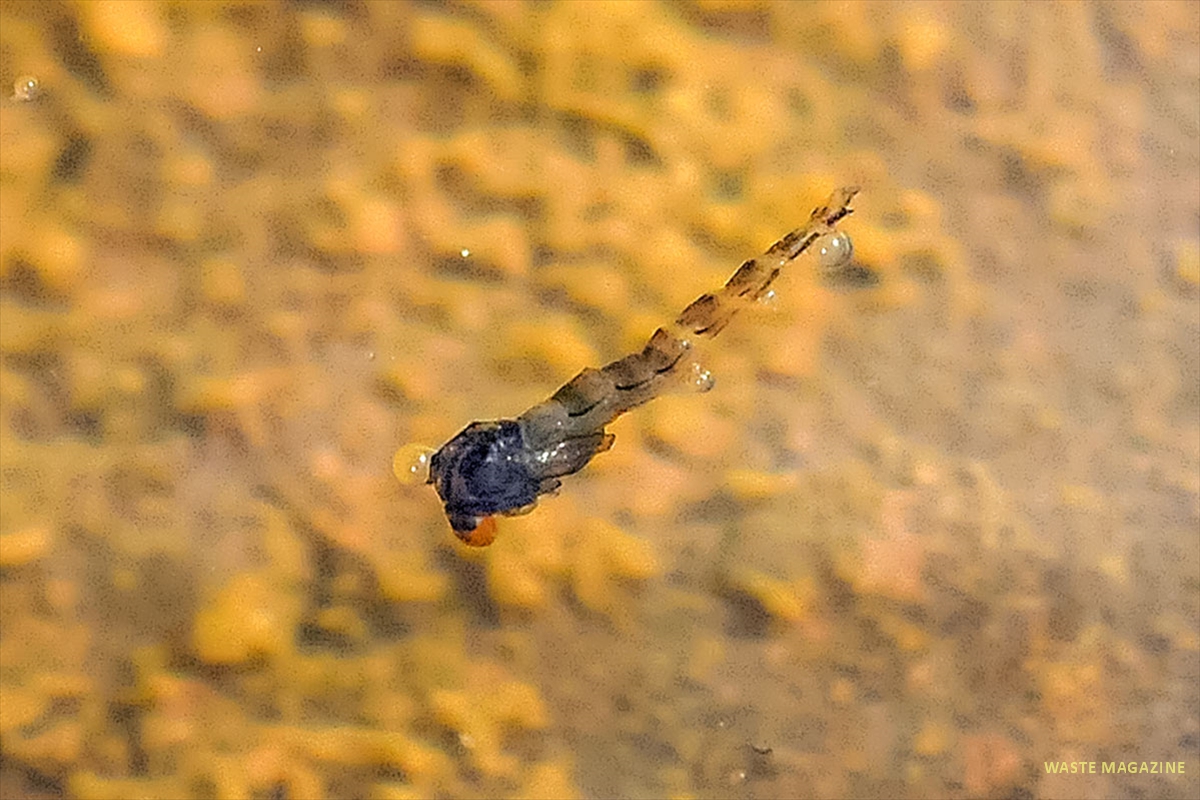 larva-mosquito-3