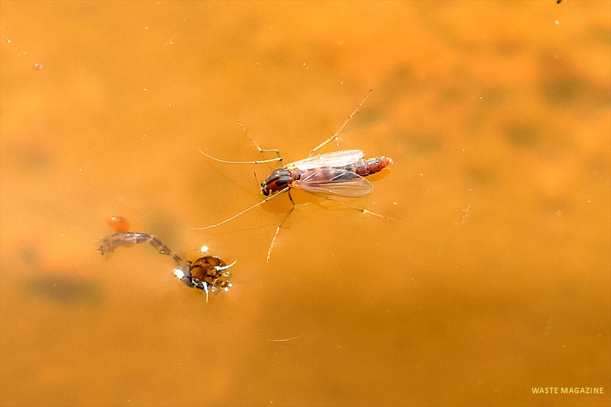larva-mosquito-4