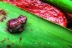 epidaleacalamita1
