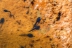 epidaleacalamita23