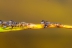larva-mosquito-1