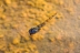 larva-mosquito-3