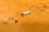 larva-mosquito-4