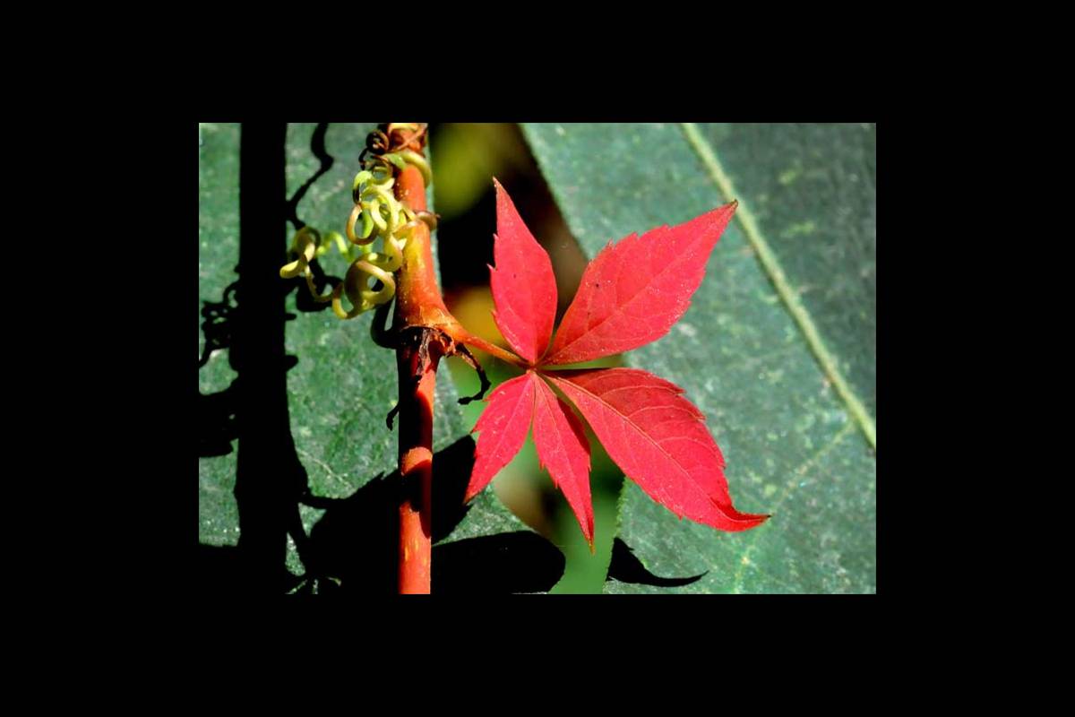 colores-otono10