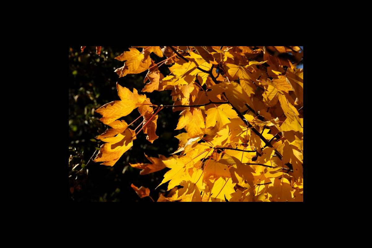 colores-otono11