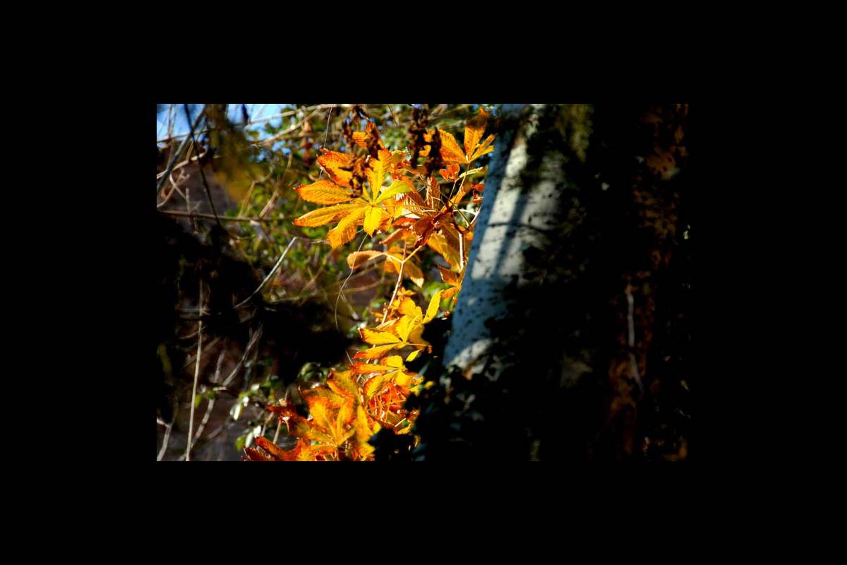 colores-otono13