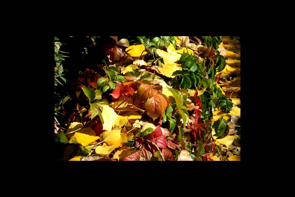 colores-otono2