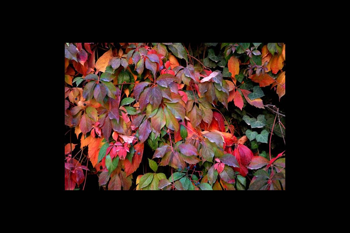 colores-otono3