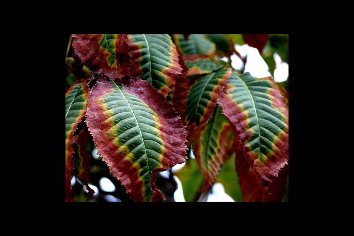 colores-otono5