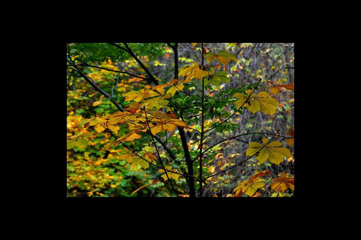 colores-otono8