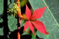 colores-otono10