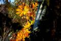 colores-otono13