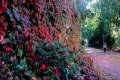 colores-otono16