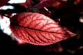 colores-otono4