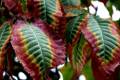 colores-otono5