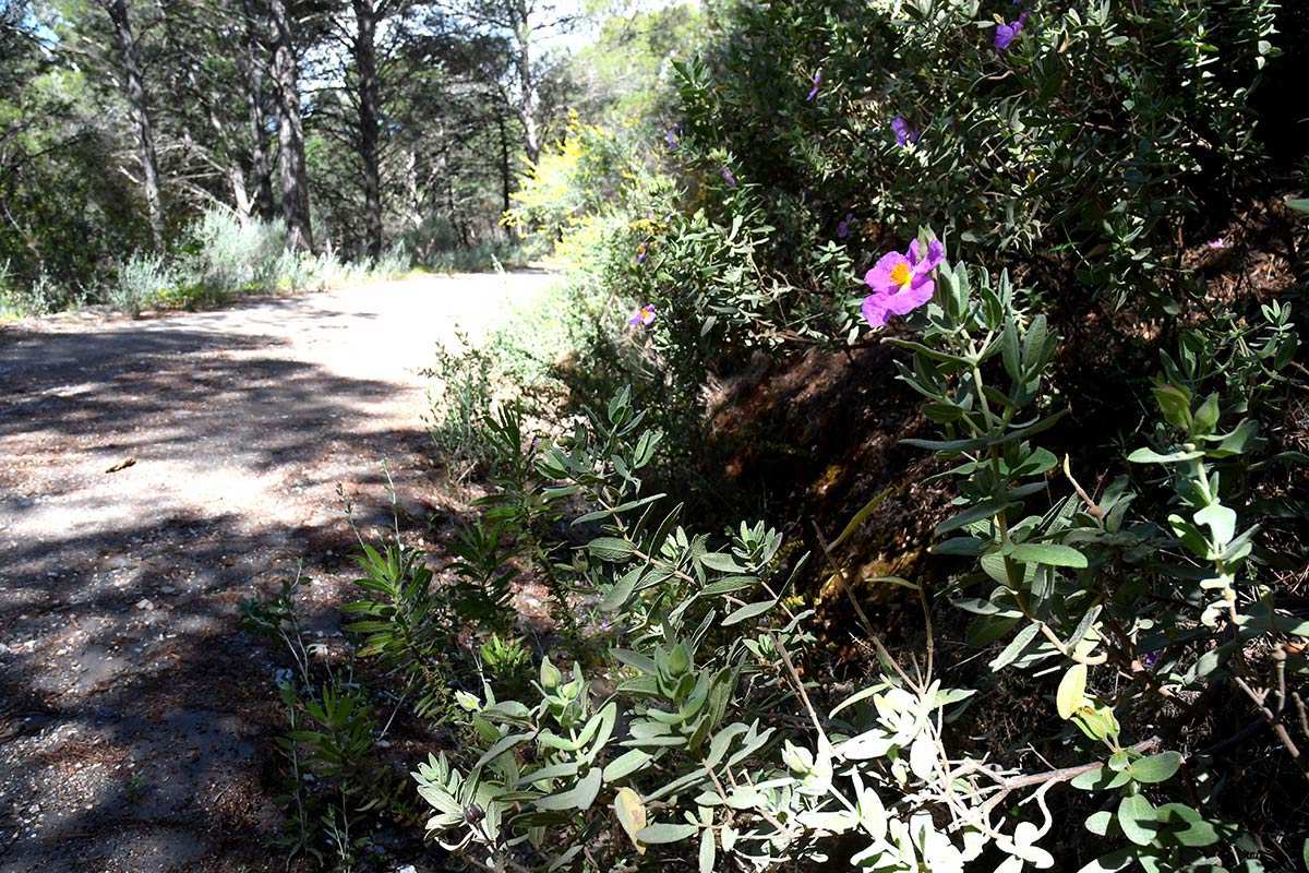 Conjuro Sierra del Jara * carril hacia la Garnatilla y cortijo Alcántara