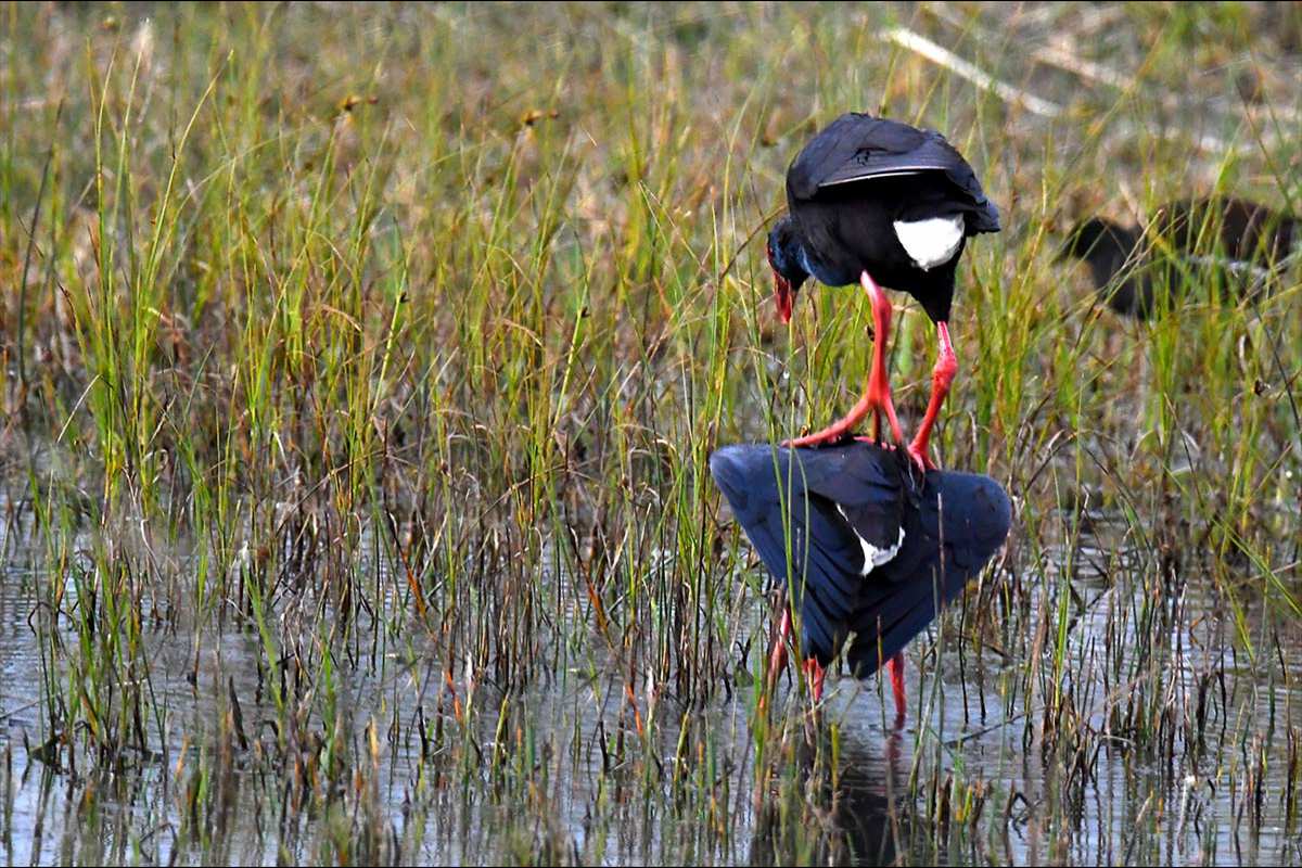 Cópula Porphyrio porphyrio