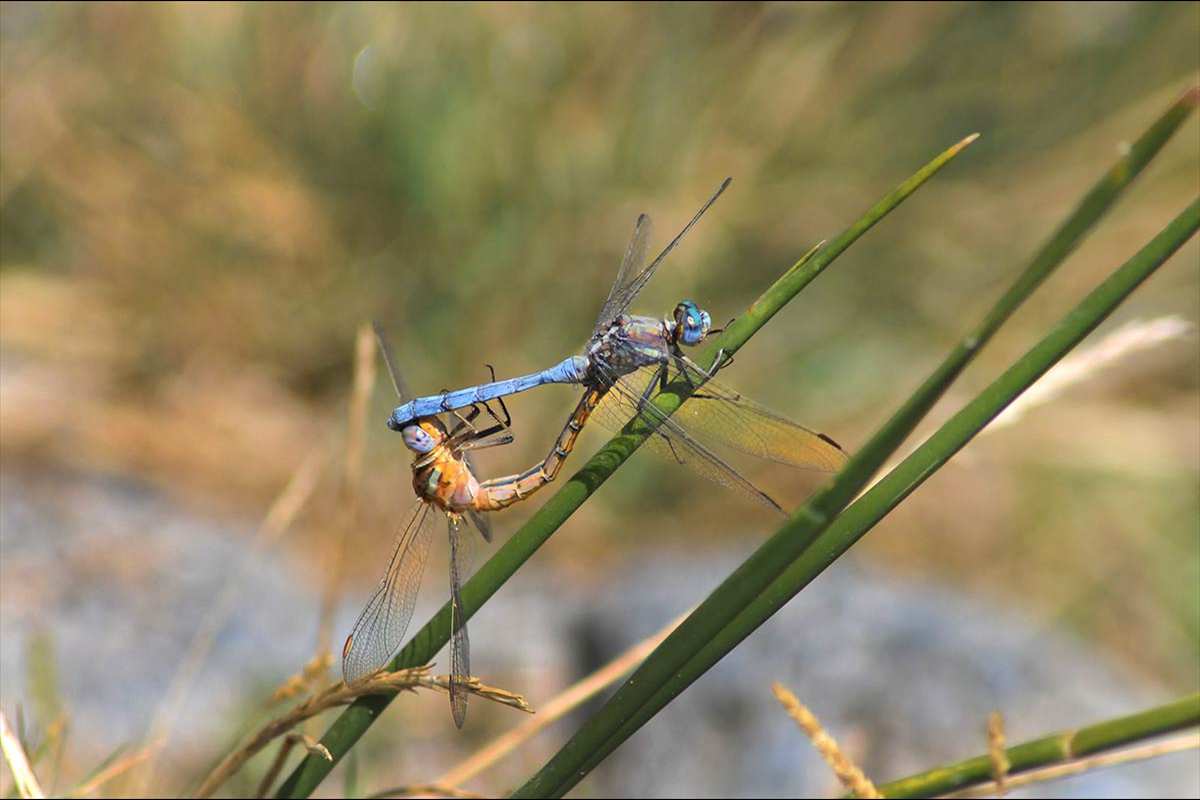cópula de caballitos del diablo