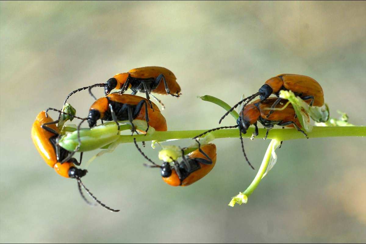 exosomalusitanicum9