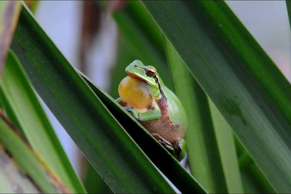 Hyla meridionalis, ranita del sureste, lanza su llamada de cortejo