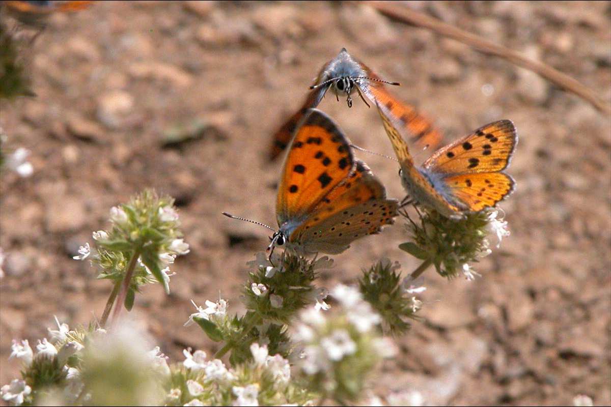 Cortejos de Lycaena alcyphron
